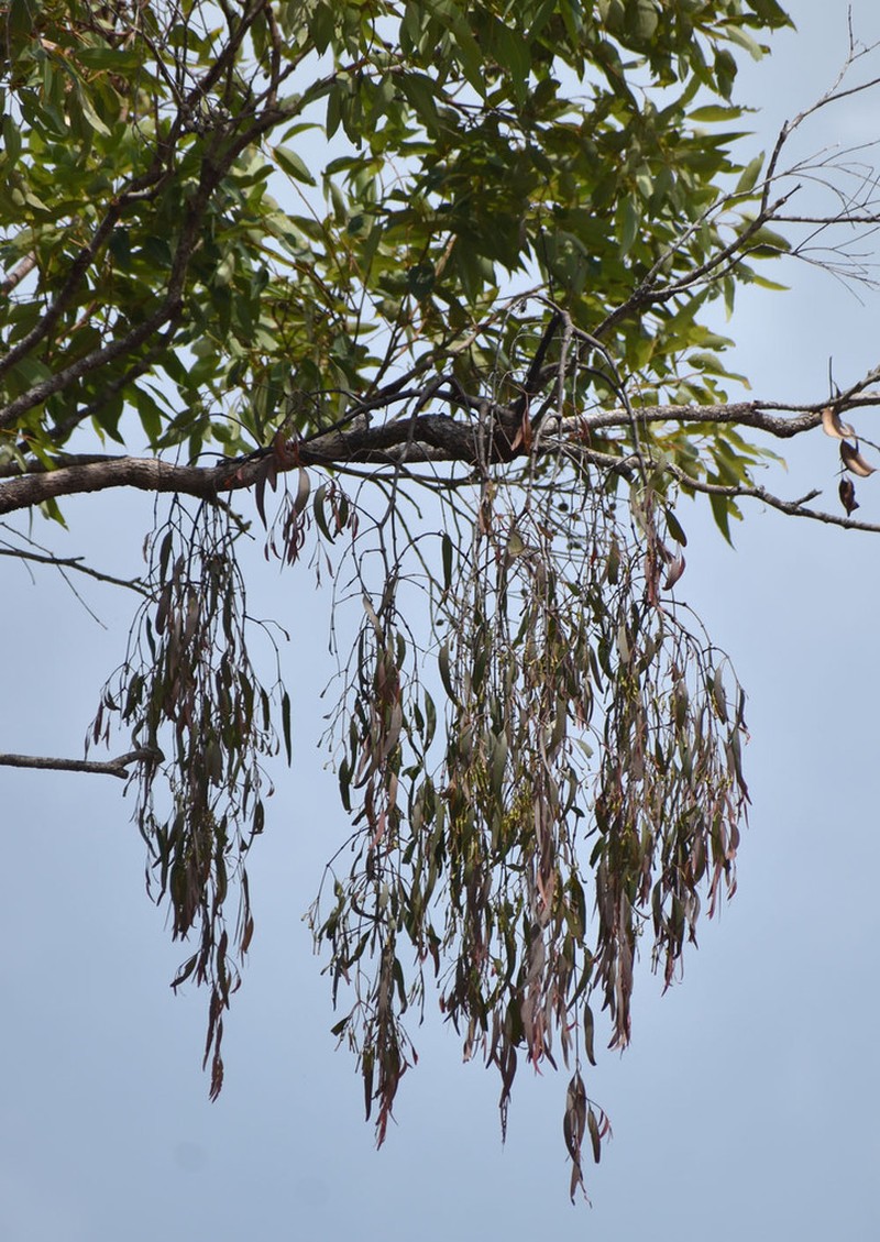 Amyema biniflora photo 5
