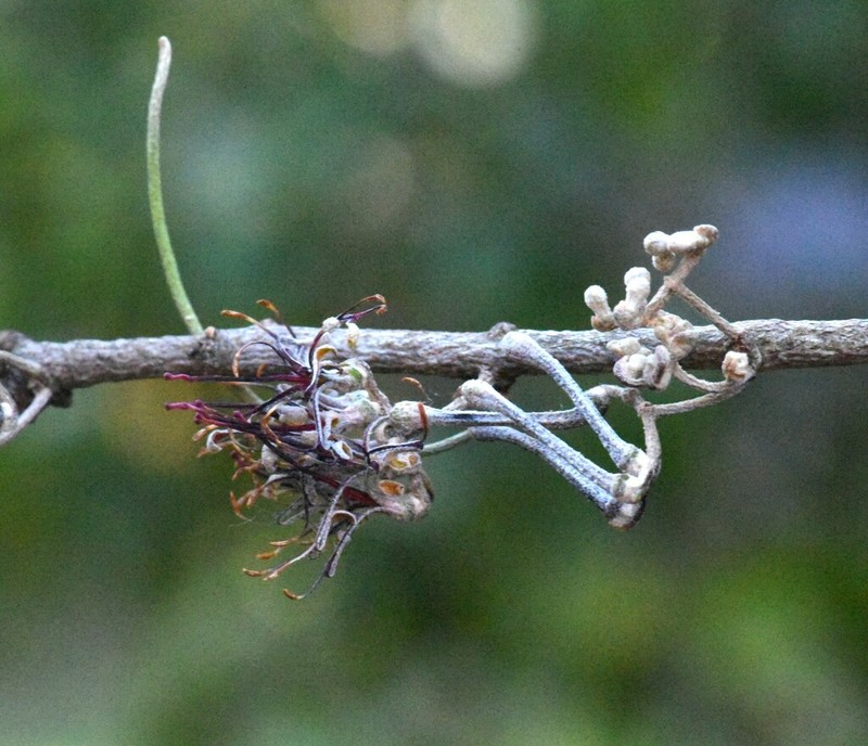 Amyema cambagei photo 6
