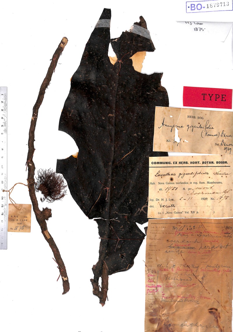 Amyema caudiciflora