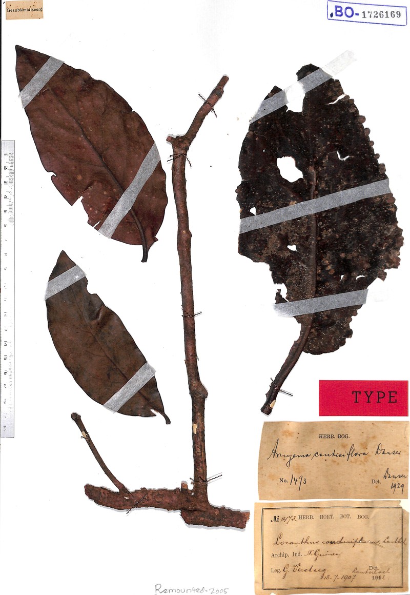 Amyema caudiciflora photo 3