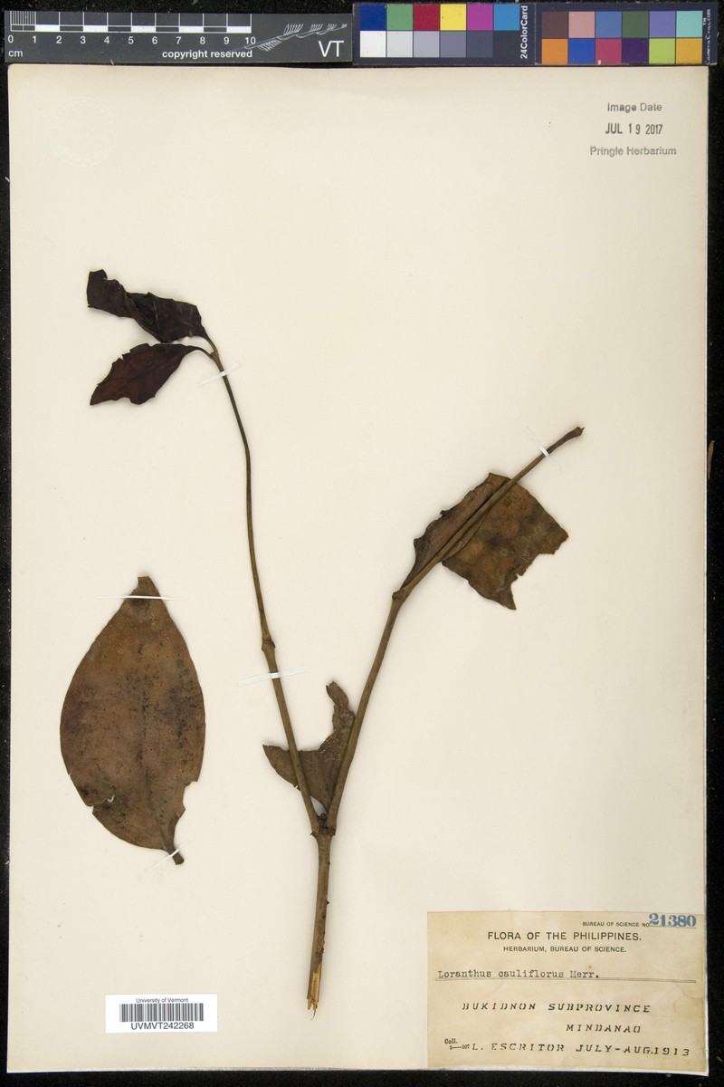 Amyema cauliflora
