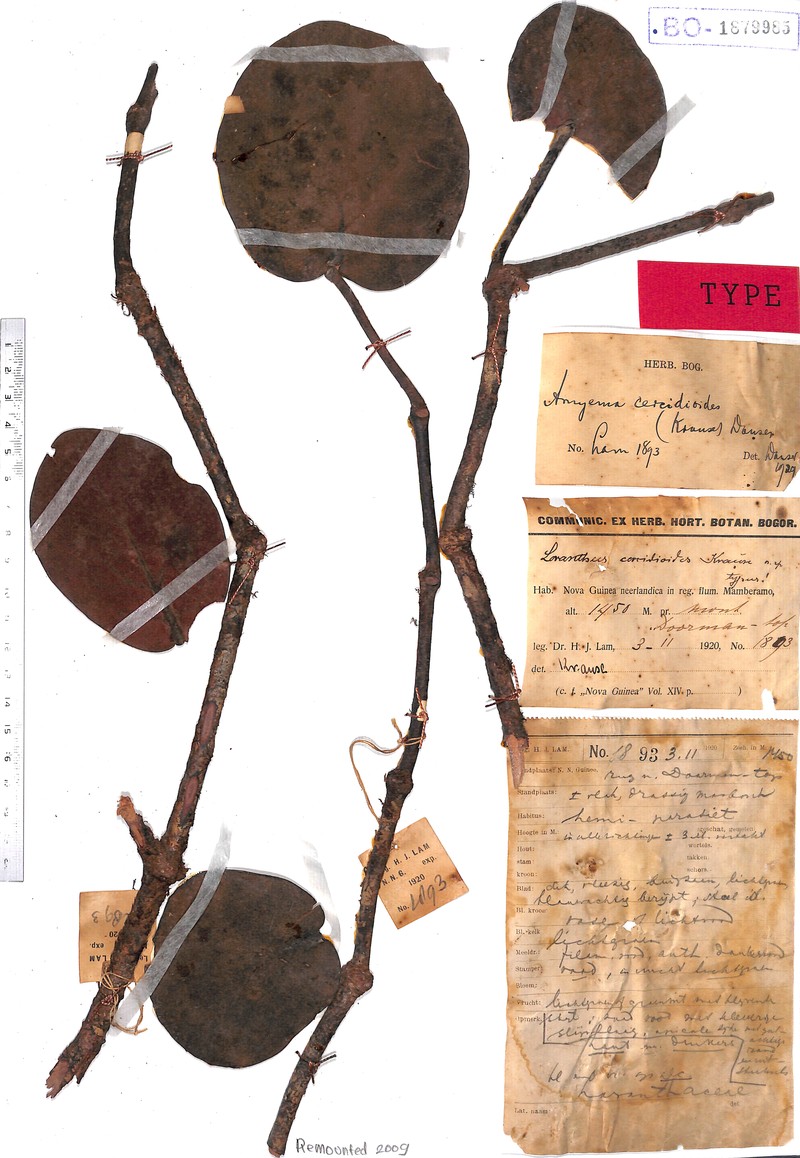 Amyema cercidioides