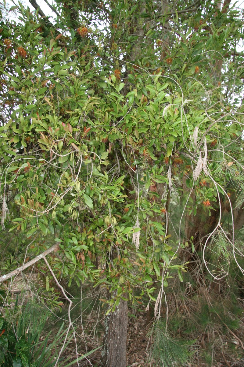 Amyema congener