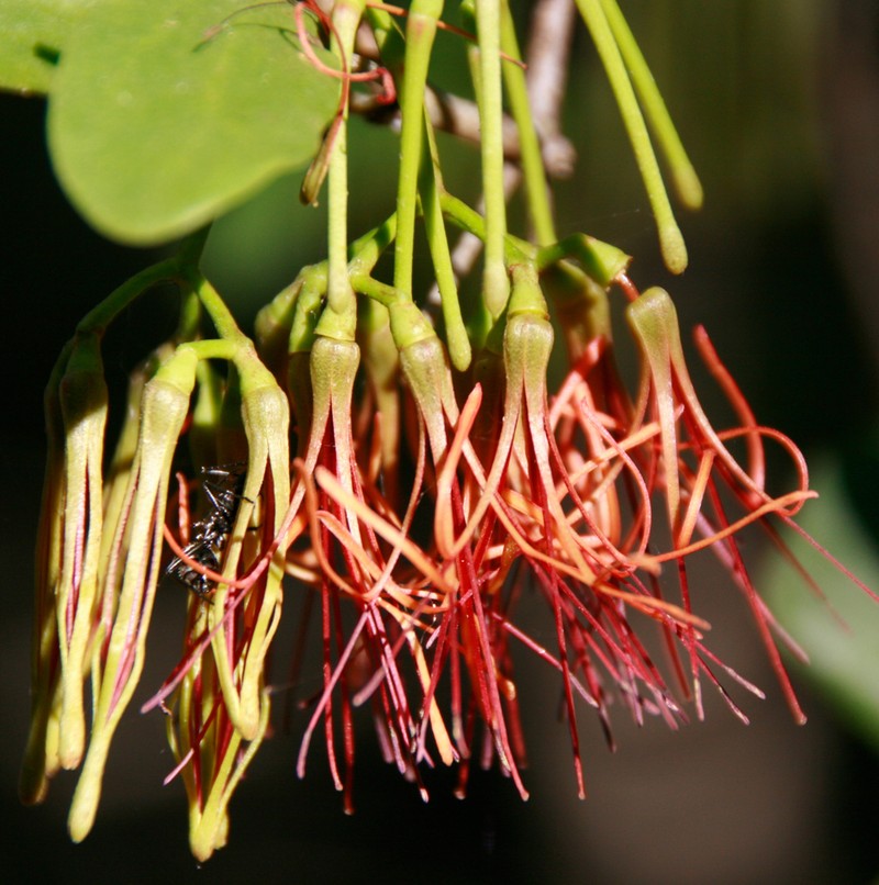 Amyema congener photo 4