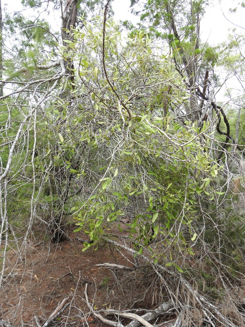 Amyema congener photo 5
