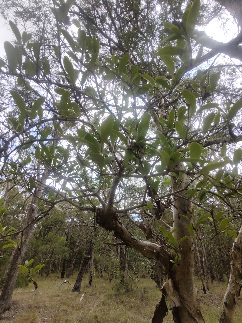 Amyema congener subsp. congener