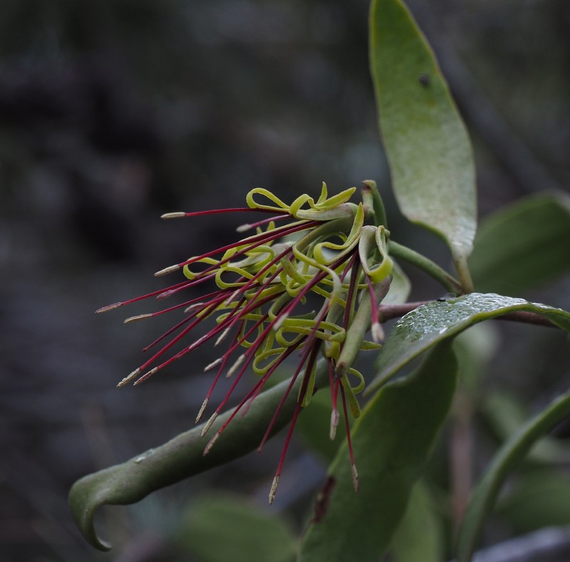 Amyema congener subsp. congener photo 2