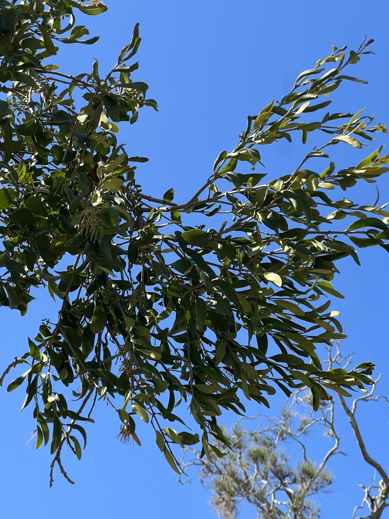Amyema congener subsp. congener photo 3