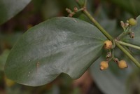 Amyema conspicua