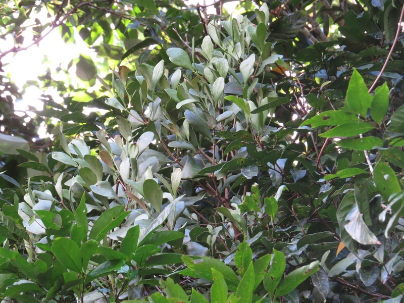 Amyema conspicua photo 7