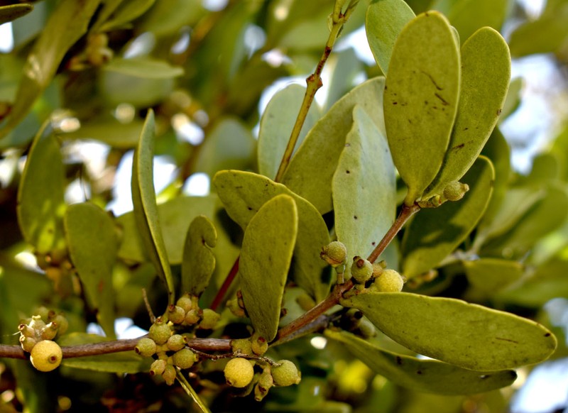 Amyema conspicua subsp. conspicua