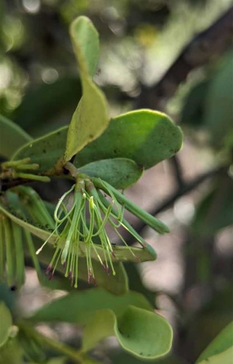 Amyema conspicua subsp. conspicua photo 2