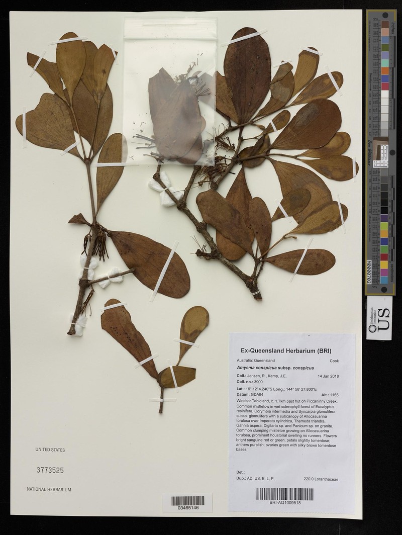 Amyema conspicua subsp. conspicua photo 3