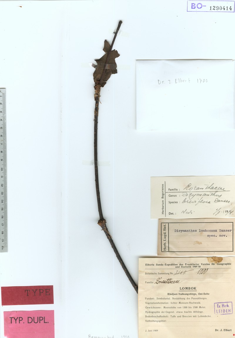 Amyema cuernosensis