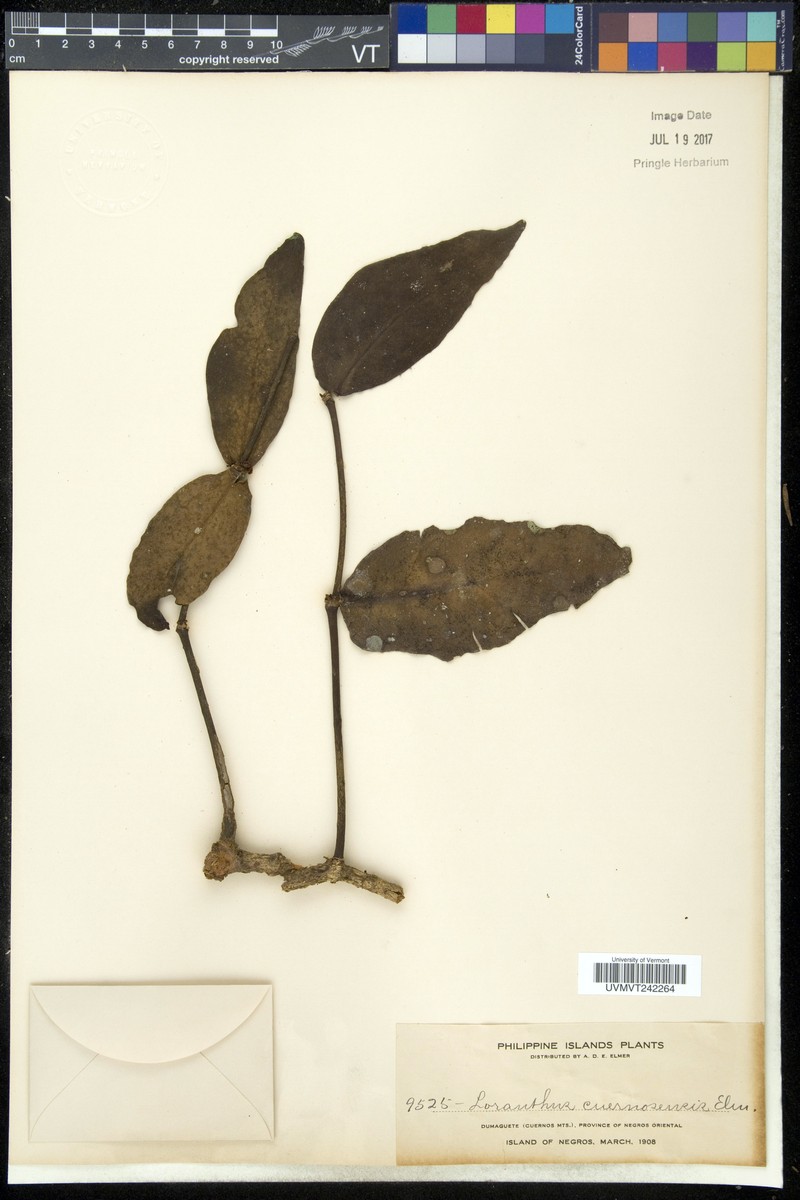 Amyema cuernosensis photo 2