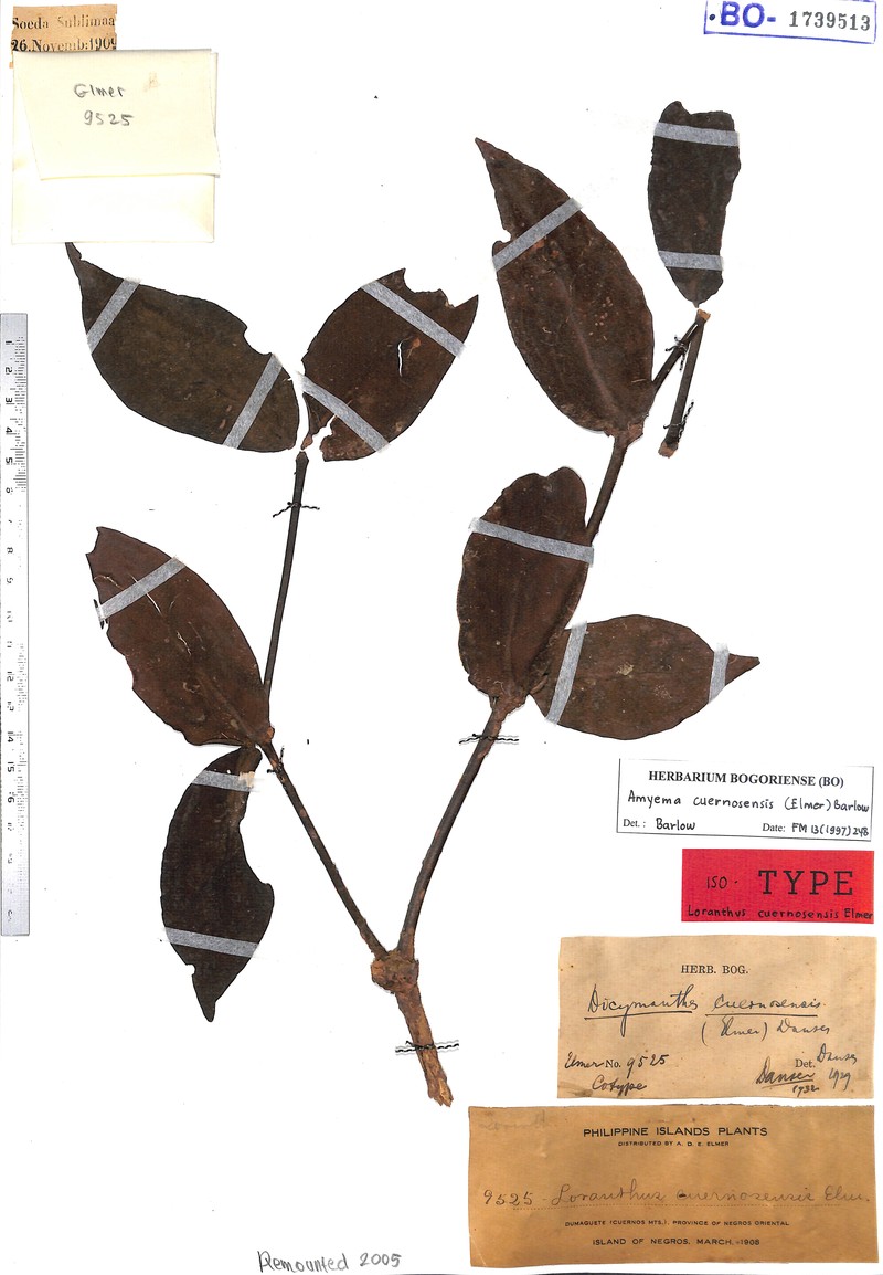 Amyema cuernosensis photo 3