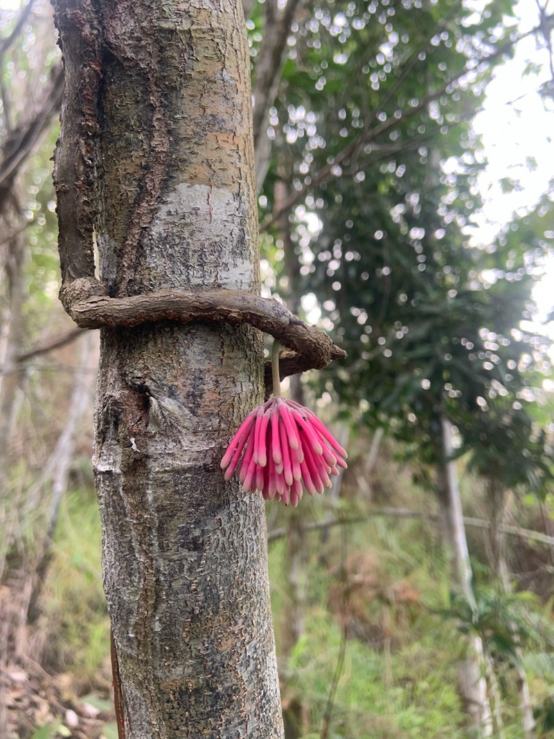 Amyema curranii