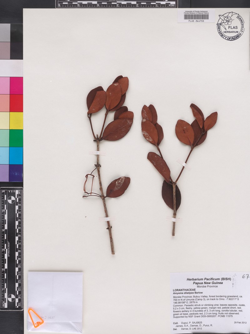Amyema dilatipes