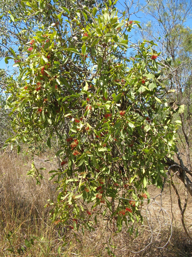 Amyema dolichopoda