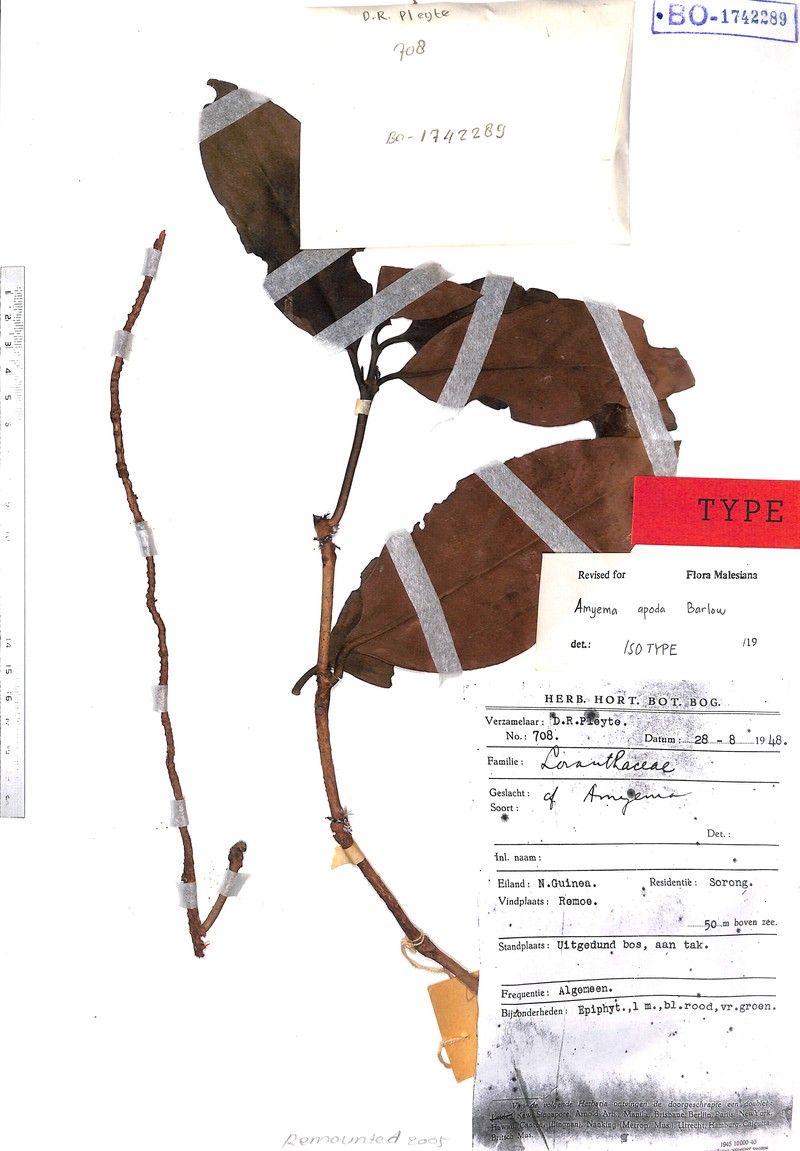 Amyema fasciculata photo 2