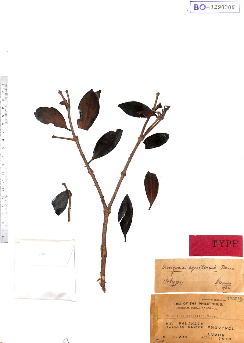 Amyema fasciculata photo 3