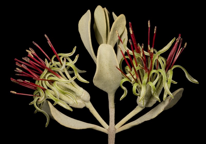 Amyema fitzgeraldii