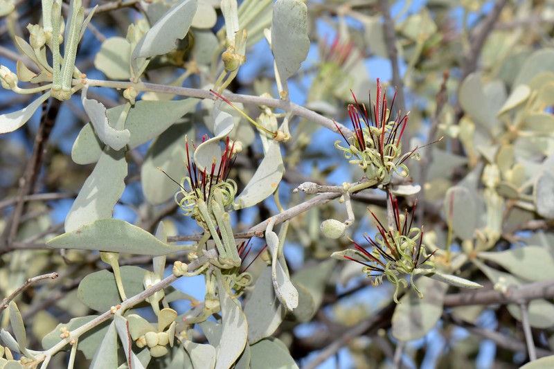 Amyema fitzgeraldii photo 2