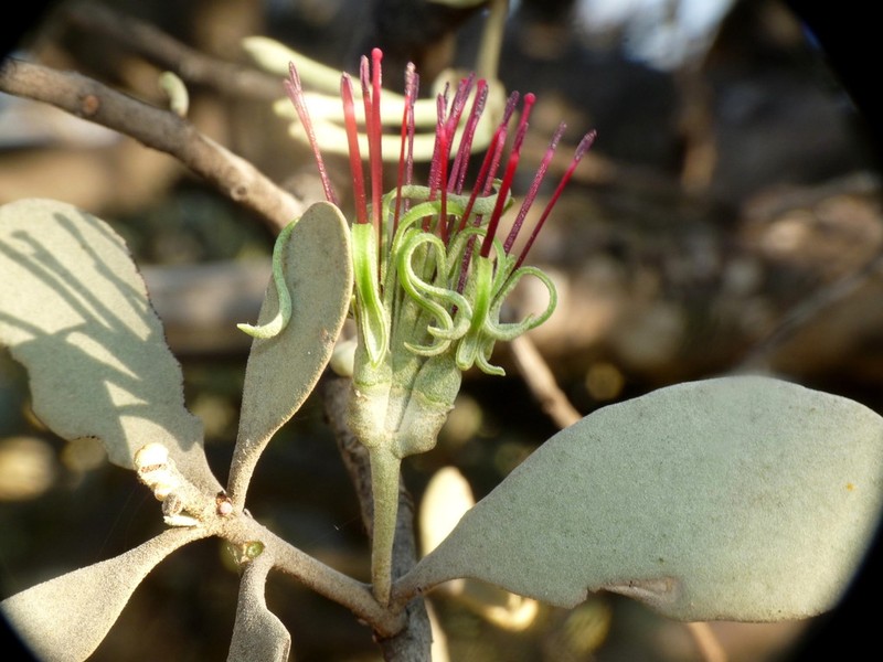 Amyema fitzgeraldii photo 3