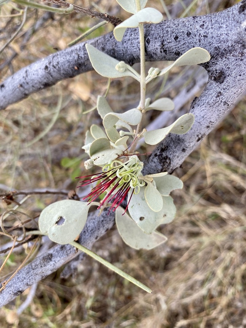 Amyema fitzgeraldii photo 4