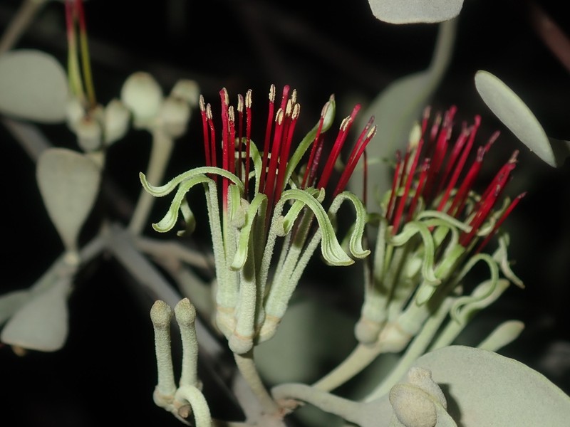 Amyema fitzgeraldii photo 5