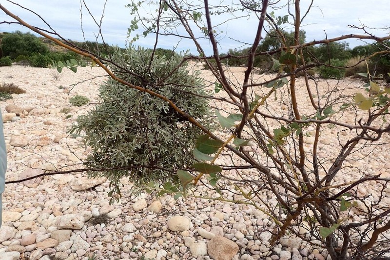 Amyema fitzgeraldii photo 6