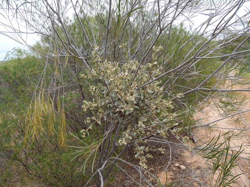 Amyema fitzgeraldii photo 7