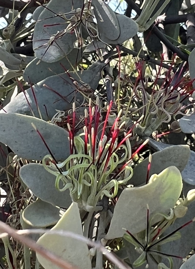 Amyema fitzgeraldii photo 8