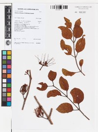 Amyema friesiana