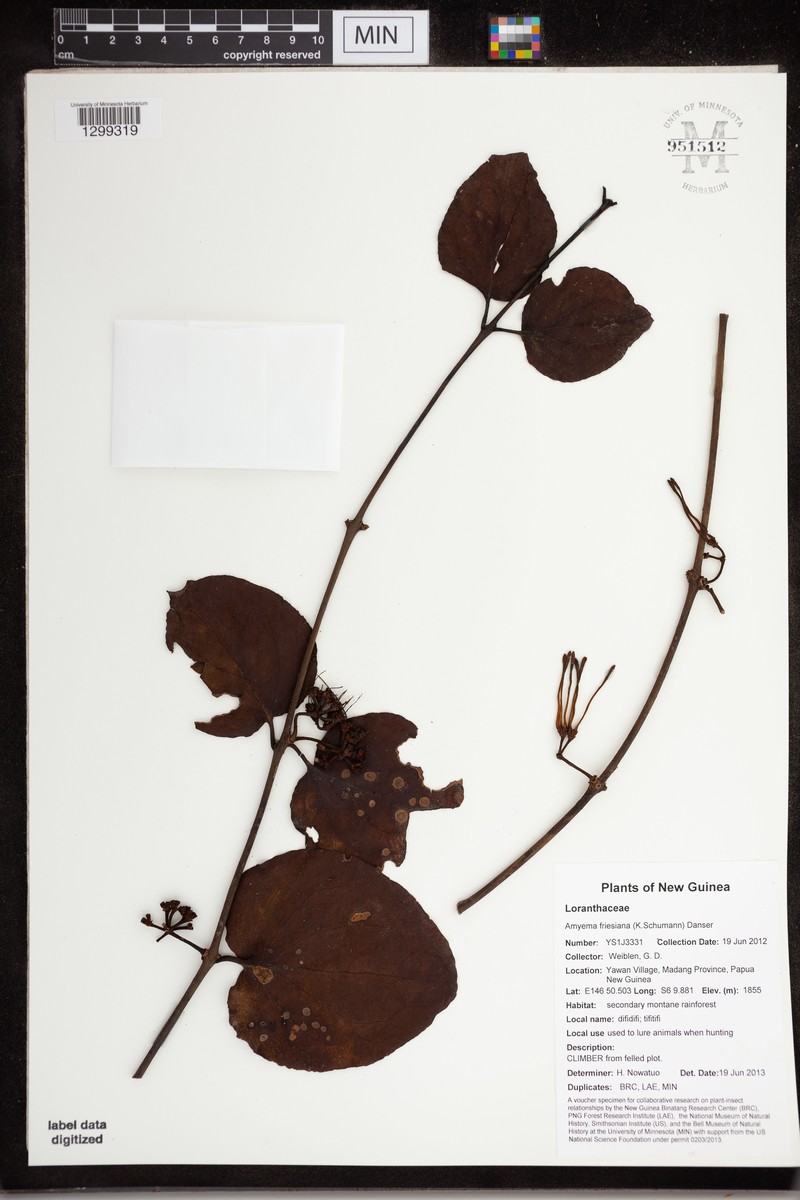 Amyema friesiana photo 2
