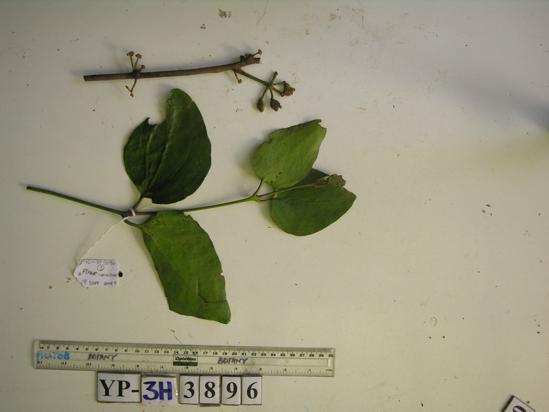 Amyema friesiana photo 3
