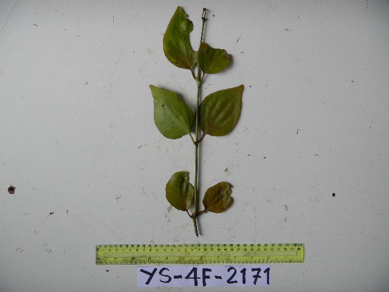 Amyema friesiana photo 4