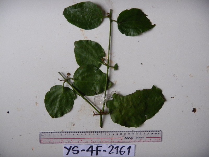 Amyema friesiana photo 5