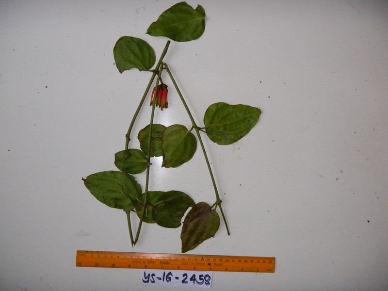 Amyema friesiana photo 6