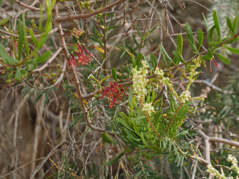 Amyema gaudichaudii