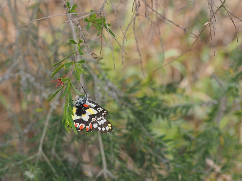 Amyema gaudichaudii photo 3