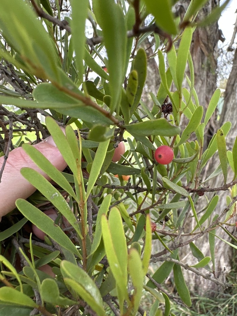 Amyema gaudichaudii photo 4