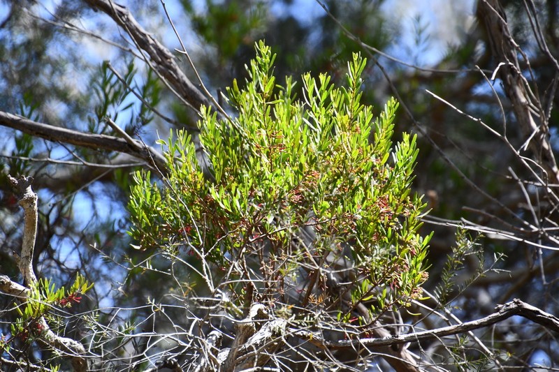 Amyema gaudichaudii photo 5