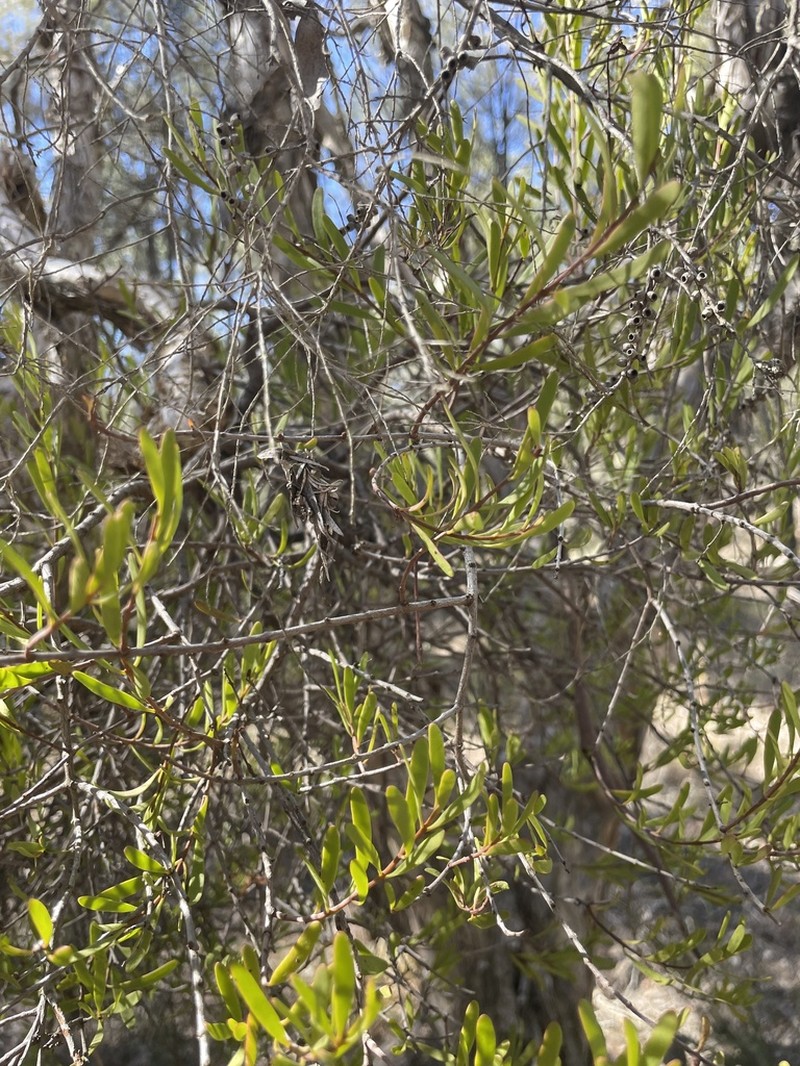 Amyema gaudichaudii photo 6