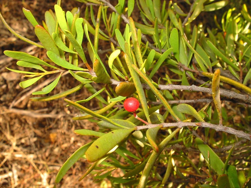 Amyema gaudichaudii photo 7