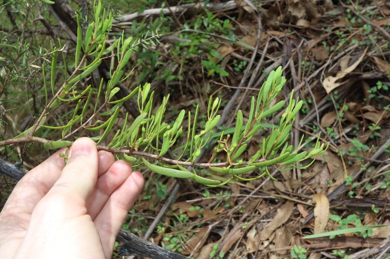 Amyema gaudichaudii photo 8