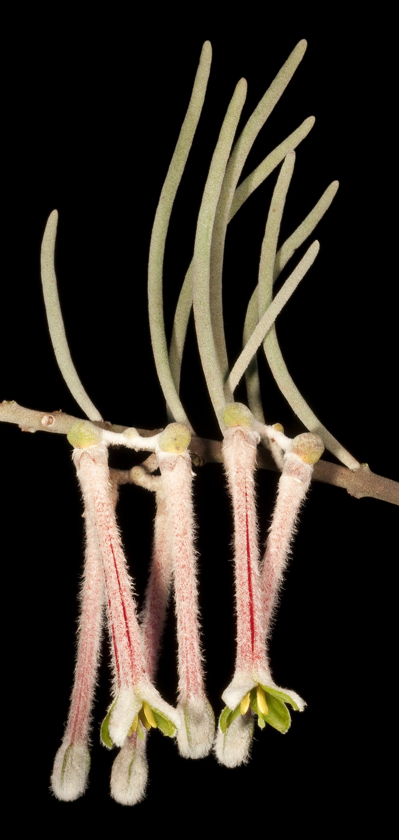 Amyema gibberula