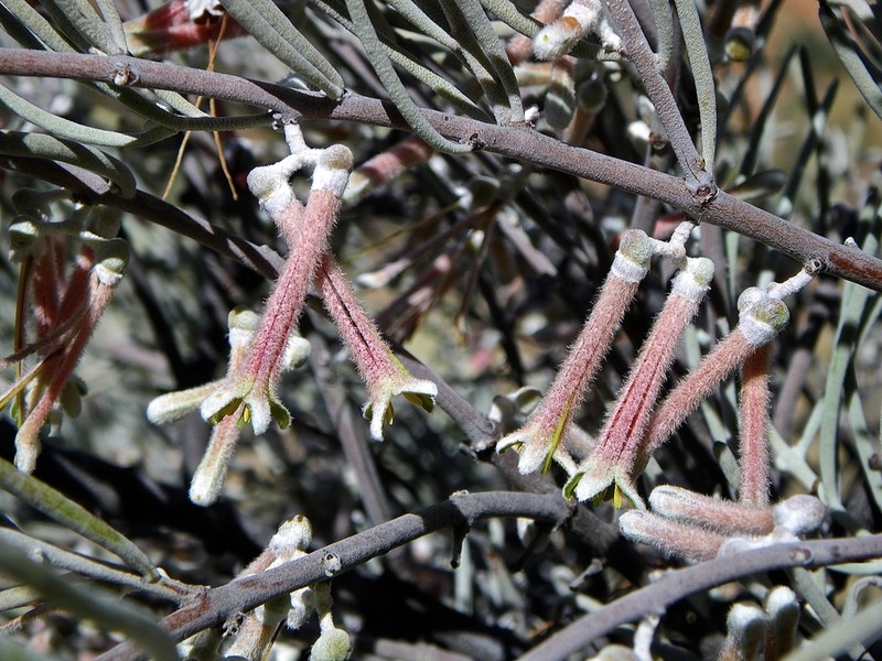 Amyema gibberula photo 3