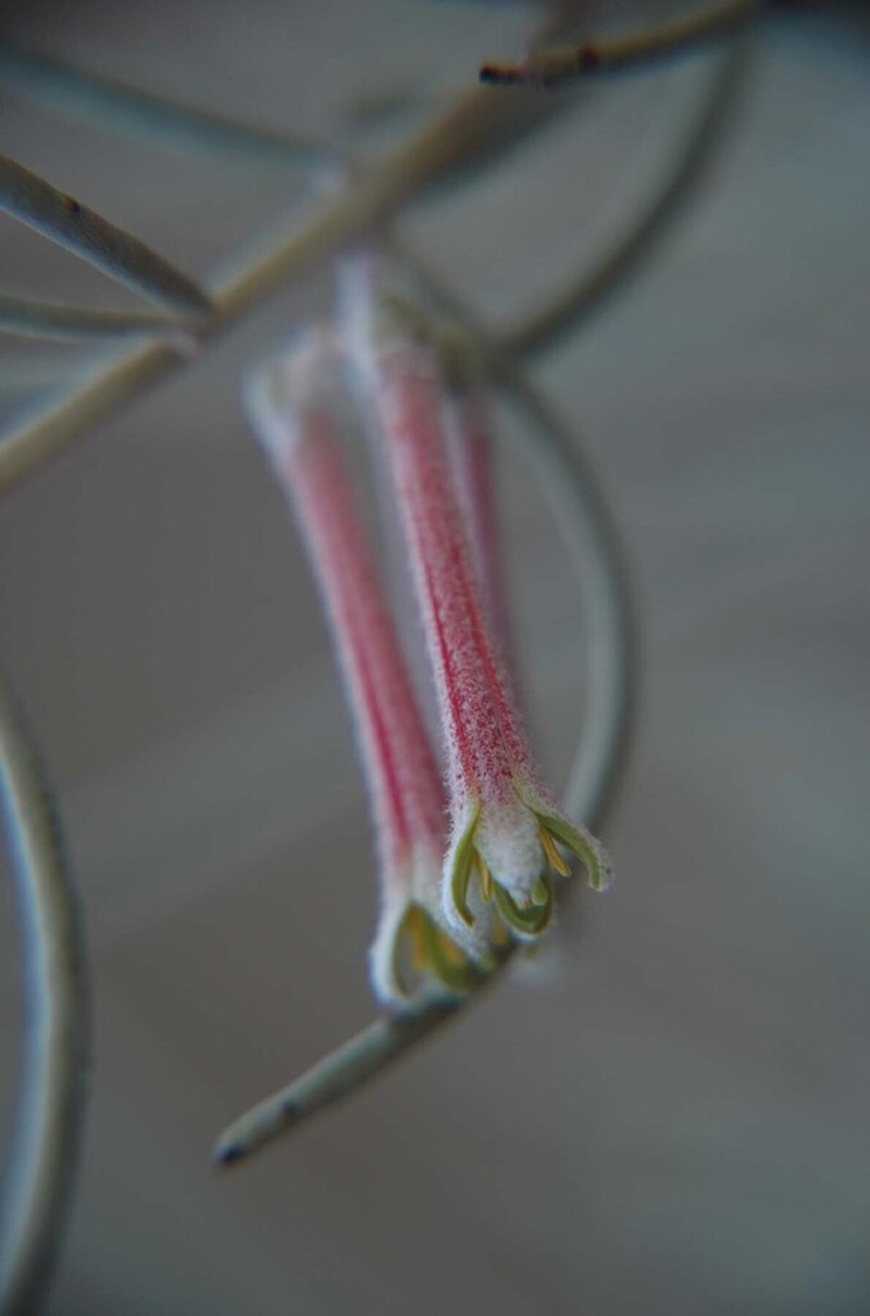 Amyema gibberula photo 5