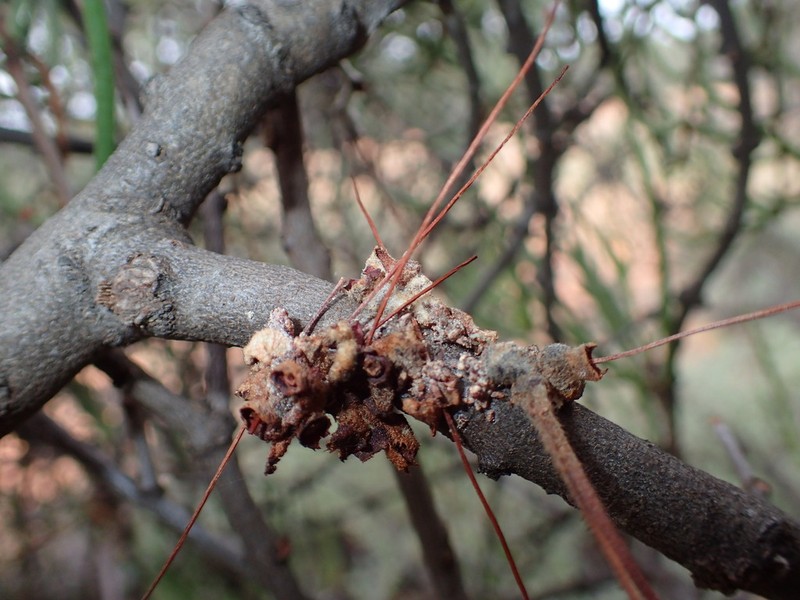 Amyema gibberula photo 6
